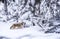Coyote with heavy winter coat, walks through deep snow in Yellow