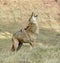 Coyote howling North Dakota Badlands