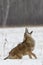 Coyote Howling in Snow