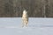 Coyote howling in winter