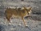 Coyote hunting in the Death Valley