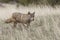 Coyote hunting for food in prairie