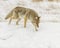 Coyote hunting for mice during winter