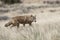 Coyote hunting on the prairie