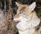 Coyote hunting in Yellowstone National