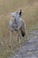 Coyote lifts head and howls in Peter Lougheed Provincial Park in