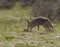 Coyote Looking for Food