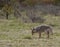 Coyote Looking for Food