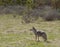 Coyote on the Lookout