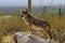 Coyote Lookout in Desert