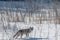 A Coyote looks to camera from the bush