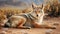 Coyote lying in the desert. Wildlife image of a coyote lying in the sun. Coyote in the wild looking at the camera
