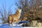 Coyote marking his scent