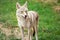 Coyote in the meadow