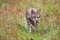 Coyote in a meadow