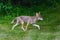 Coyote passes along the shadows in suburbia