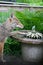 Coyote with Paw in Birdbath Fountain - Canis latrans