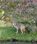 Coyote peeking under autumn leaves