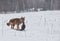 Coyote with pheasant