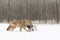 Coyote With Pheasant
