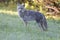 Coyote Portrait on the Alaska Highway in Northern British Columbia heading to Yukon