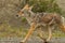 Coyote Portrait on the Alaska Highway in Northern British Columbia heading to Yukon