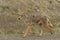 Coyote Portrait on the Alaska Highway in Northern British Columbia heading to Yukon