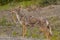 Coyote Portrait on the Alaska Highway in Northern British Columbia heading to Yukon