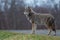 Coyote Portrait in Canada