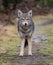 Coyote Portrait in Canada