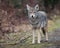 Coyote Portrait in Canada