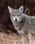 Coyote Portrait in Canada