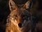 Coyote portrait created with Generative AI technology