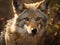 Coyote portrait created with Generative AI technology