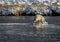 Coyote pouncing on a fish in the river