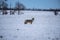 Coyote In The Prairy Fields During Winter