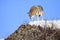 Coyote prowling on top of mountain ridge