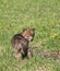 Coyote pup