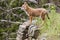 Coyote pup Canis latrans