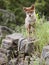 Coyote pup Canis latrans baby rocks wildlife