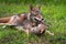 Coyote Pup Canis latrans Bites at Mouth of Adult Summer