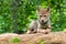 Coyote Pup Canis latrans Lies on Rock Looking Forward Summer