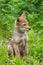 Coyote Pup Canis latrans Sits Alone Grass Ears Up Summer