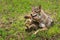 Coyote Pup Canis latrans Squirms and Touches Adult With Tongue Summer