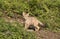 Coyote Pup at Den