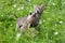 Coyote pup howling