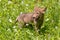 Coyote pup standing in flowers