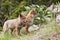 Coyote puppies wildlife canine coyote pup mountains
