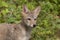 Coyote Puppy Close up