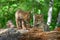 Coyote Pups Canis latrans on Log Tongues Out Summer